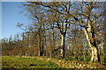 Woodland & drystane dyke north of Catrine Mains