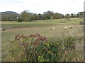 Fields near Bowden