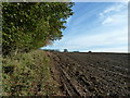 Arable land on the edge of Stubbs Copse