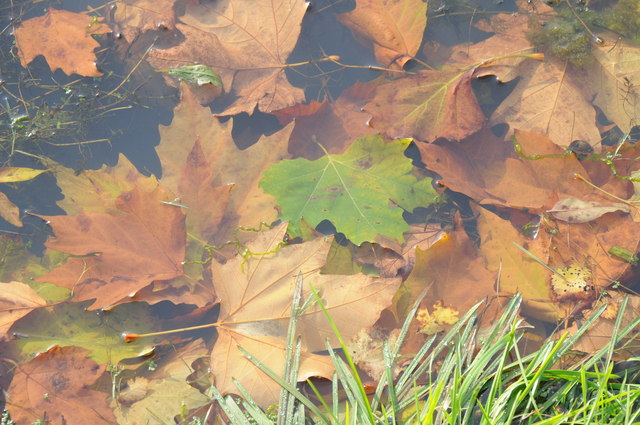 Leaves in Croome River
