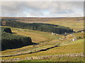 The upper Killhope valley below Gold Hill