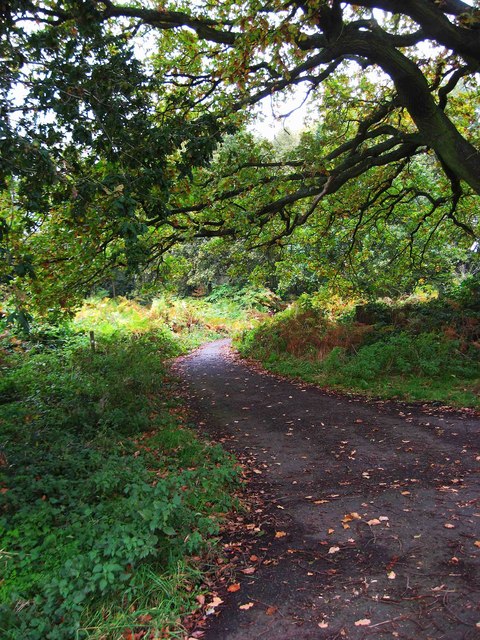 Public bridleway in Burlish Top Nature... © P L Chadwick cc-by-sa/2.0 ...