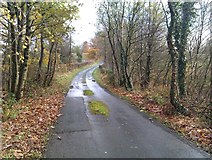H5475 : Fallen leaves, Cloghan Road by Kenneth  Allen