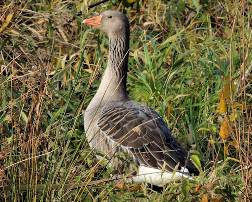 Greylag goose, Kiltonga, Newtownards (4) © Albert Bridge :: Geograph ...