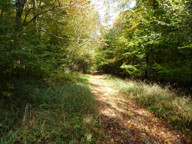 Footpath Through Wildhams Wood © Dave Spicer :: Geograph Britain And 