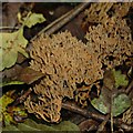 Upright Coral Fungus