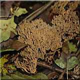 TQ8399 : Upright Coral Fungus by John Myers