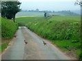 Partridges near Kenton