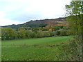 Fields and trees on the southern shore of Loch Ness