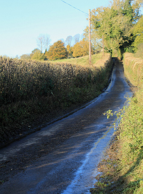 2012 : Holly Hill between Batcombe and Westcombe