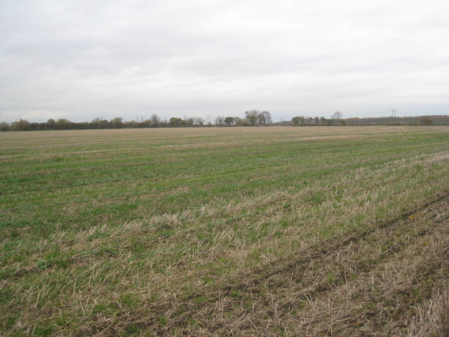 Stubble field, Arksey Common