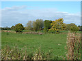 Farmland north of Wrenbury-cum-Frith, Cheshire