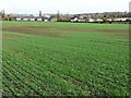 SE4113 : Patchy crop, south-west of Common Side Farm by Christine Johnstone
