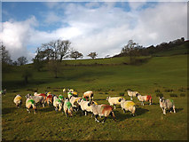 SD6492 : Multi-coloured ewes near Marthwaite by Karl and Ali