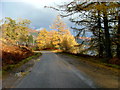 Brightly coloured Larch