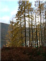 Larch on the shore of Loch D?ghaill