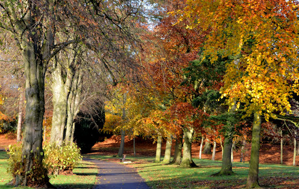 Autumn trees, Lisburn © Albert Bridge cc-by-sa/2.0 :: Geograph Ireland