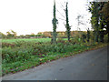 Field by Old Common Road, Cobham