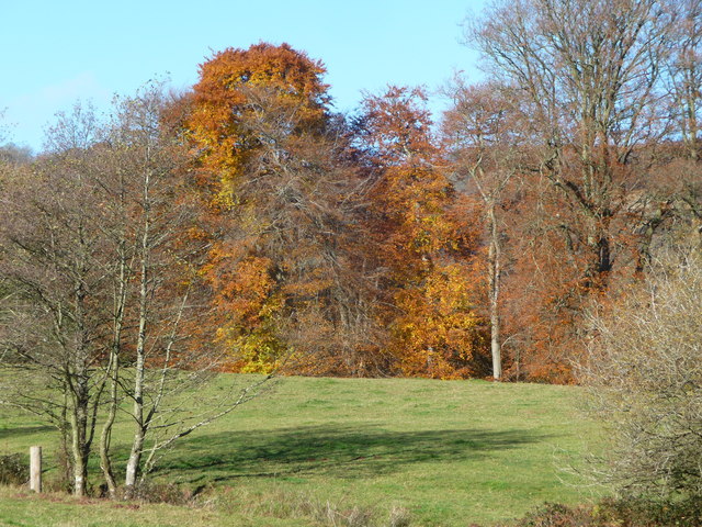 Autumn colour near Pandy Mawr farm