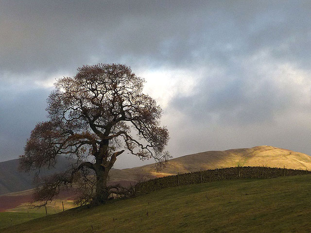 A large oak tree above the Lune