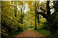 Permissive Ride on Kenley Common, Surrey