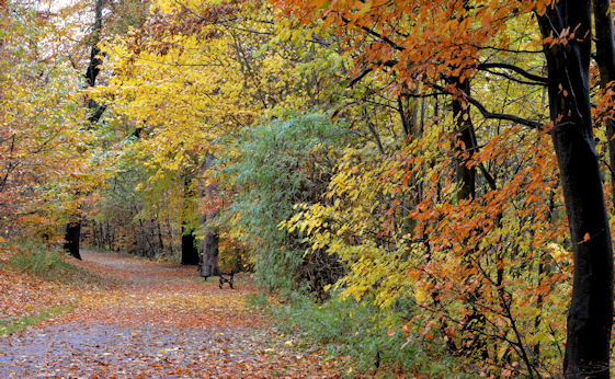 Autumn path, Ormeau Park, Belfast (2012-2)