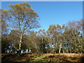 Birches by the car park at Wych Cross