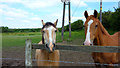NZ3646 : Easington Lane Horses by Richard Cooke