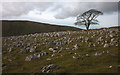 SD7399 : The big tree, Fell End Clouds by Karl and Ali