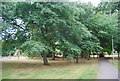 Wooded footpath along Belstead Rd