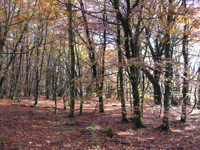 Woodland at Bracklinn Falls car park © Carol Walker :: Geograph Britain ...