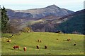 Highland cattle near Fonvuick, Killiecrankie