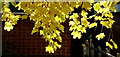 Norway Maple; November gold, 1