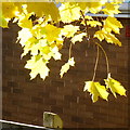 Norway Maple; November gold, 2