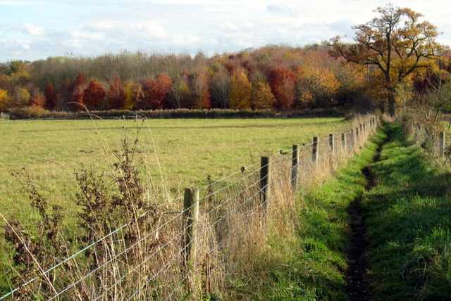 Path to Basil's Wood