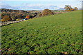 Farmland and Llanwilcae Farm