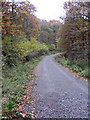 Gravel track through Hazelborough Wood