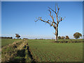 Dead tree near Dairy Wood