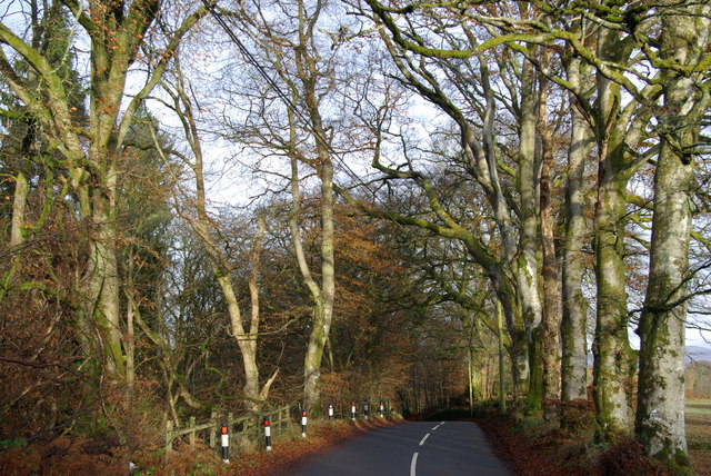 Tree-lined B835 near Arnfechlach Bridge