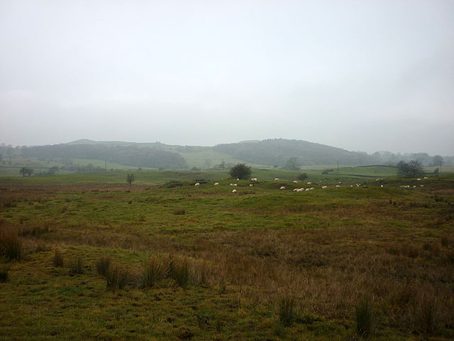 Rough, boggy sheep pasture, Rather Heath