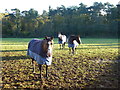 TF7028 : Royal racehorses near Home Farm, Sandringham by Richard Humphrey