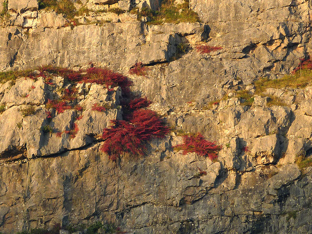 Cotoneaster on Warton Crag Quarry