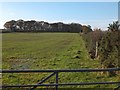 Copse near Newton Cross