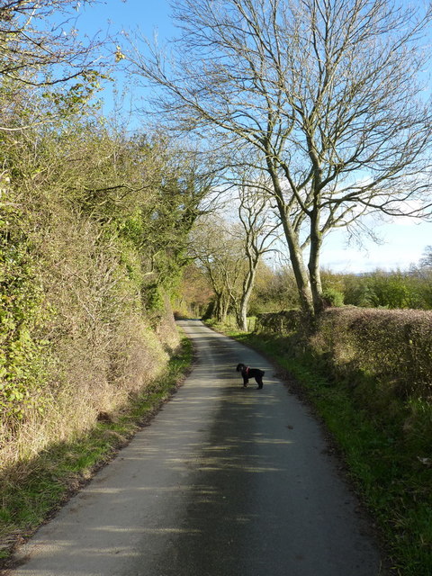 Ash trees on the lane towards Rhos Farm