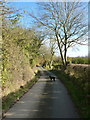 Ash trees on the lane towards Rhos Farm