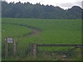 Track cutting through a field of potatoes