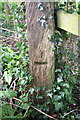 SU3886 : Benchmark on wooden post, Court Hill Road by Roger Templeman