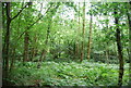 Bracken, Hambledon Hurst