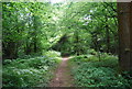 Bridleway, Hambledon Hurst