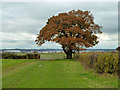 Field corner oak